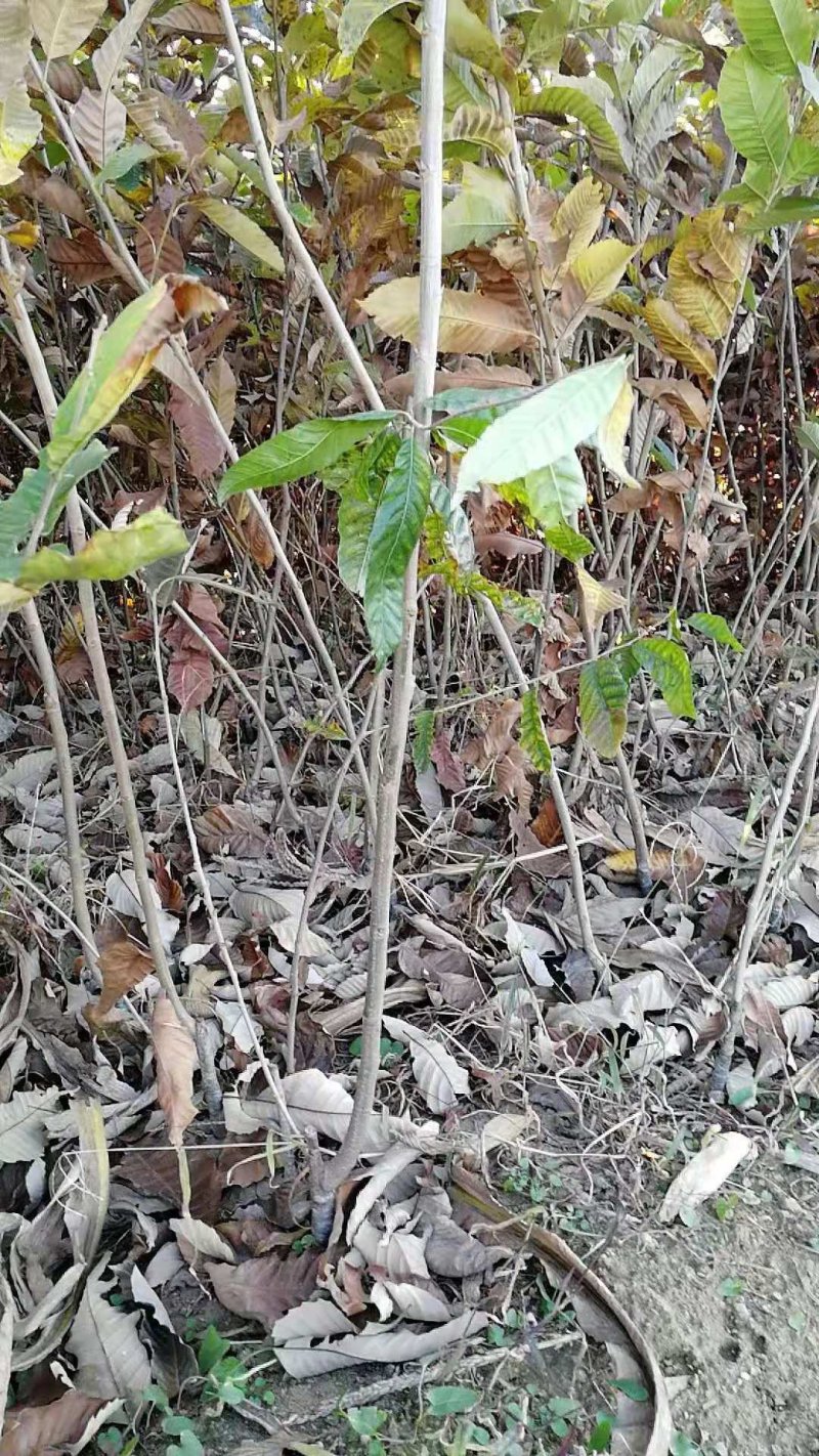 优质板栗苗泰山大板栗油板栗数量多50~80cm