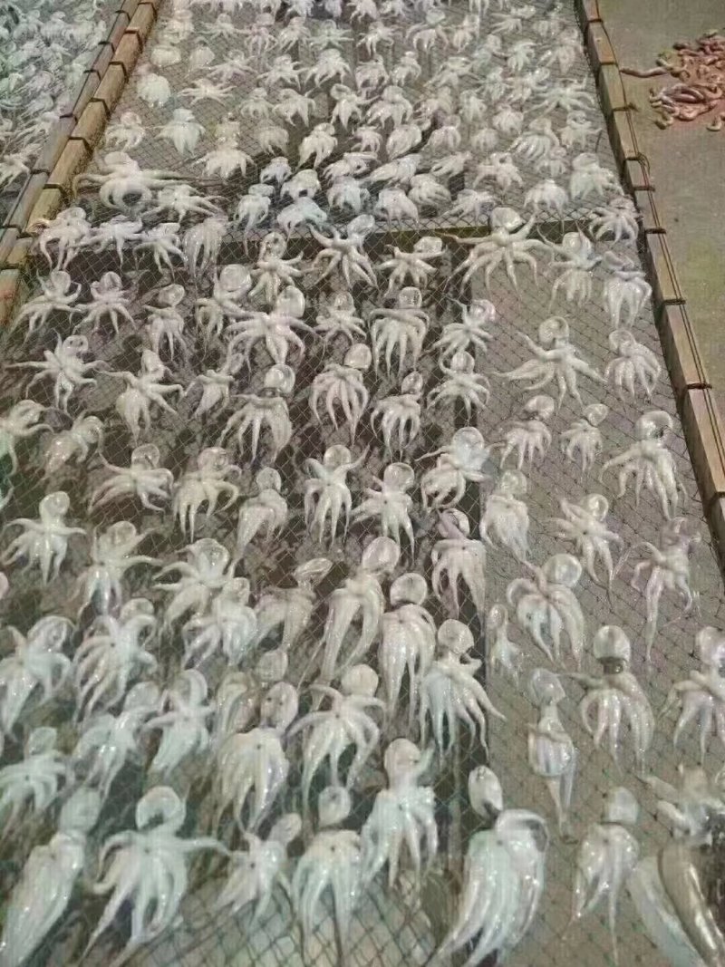 湛江硇洲章鱼干
