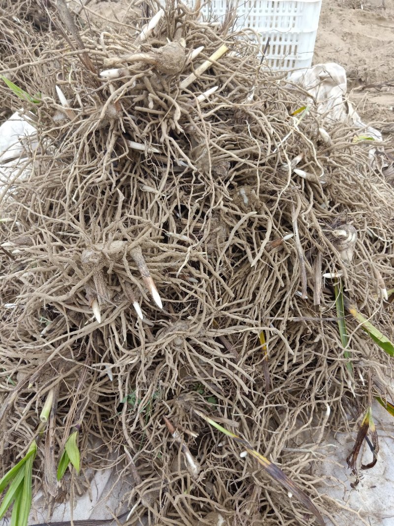 白芨正品保障随时有货产地直发品质优良