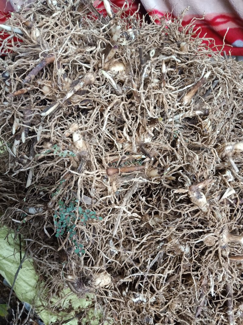 白芨正品保障随时有货产地直发品质优良