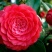 赤丹茶花苗