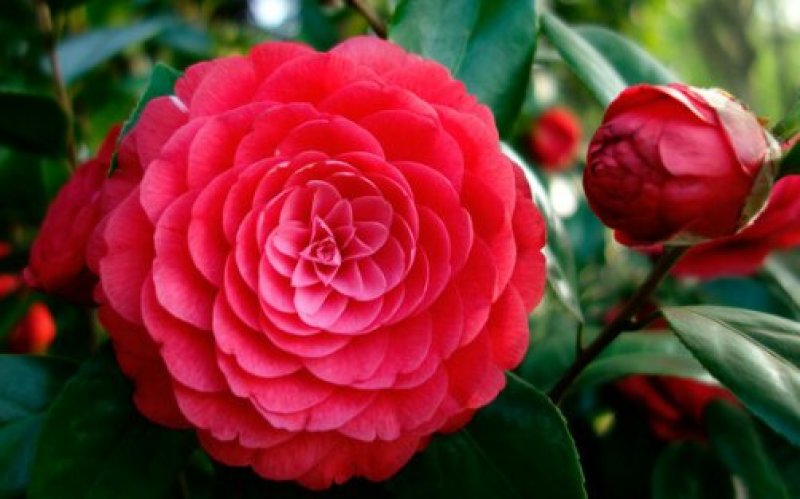 赤丹茶花苗