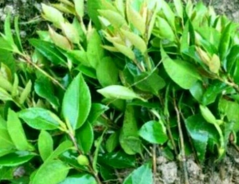 赤丹茶花苗