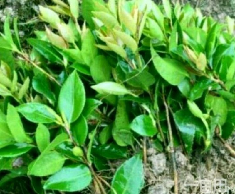 赤丹茶花苗