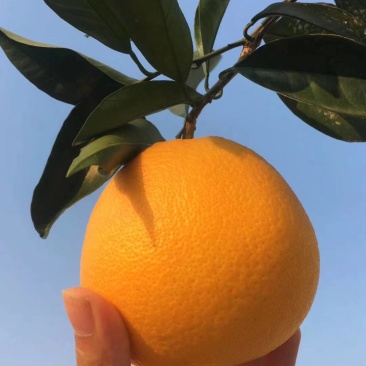 纽荷尔脐橙