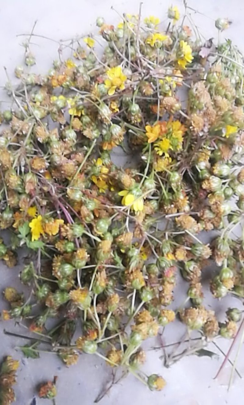 野菊花