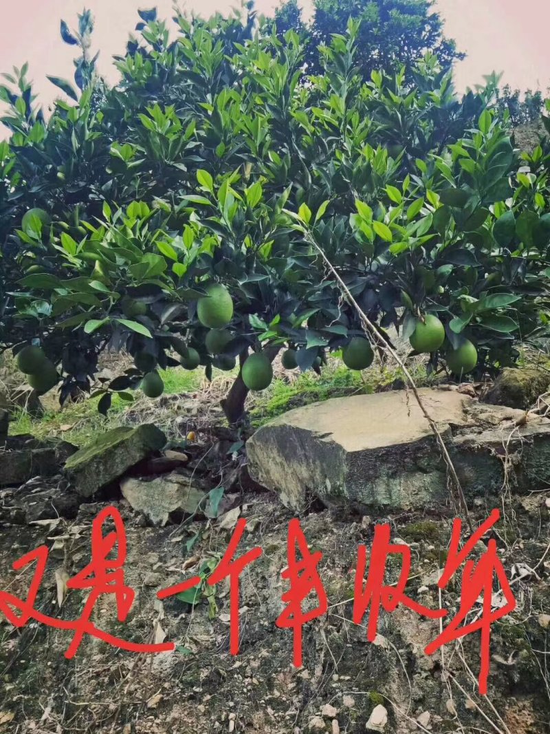 纽荷尔脐橙