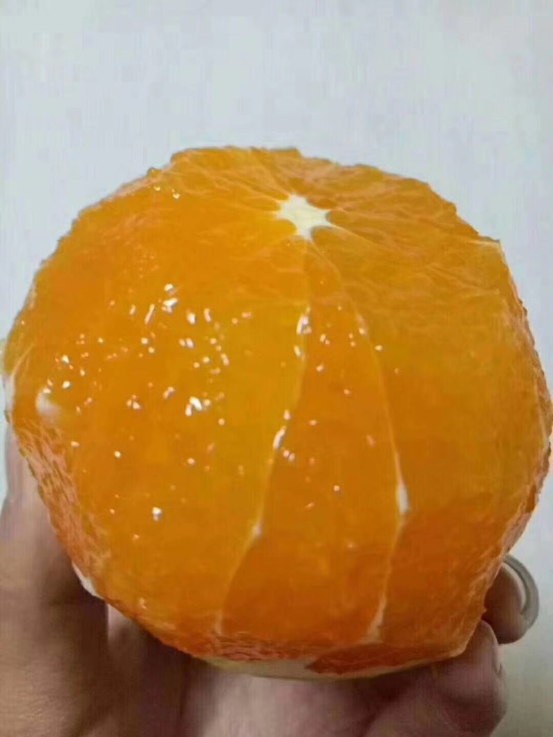 纽荷尔脐橙