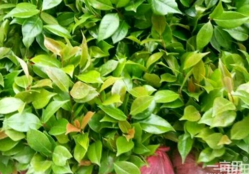 烈香茶花苗