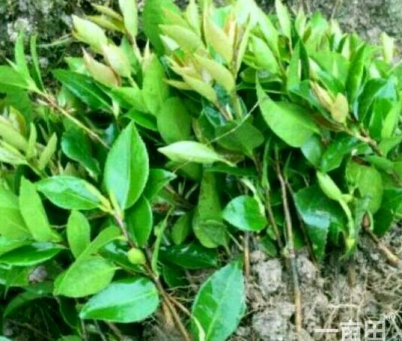 烈香茶花苗