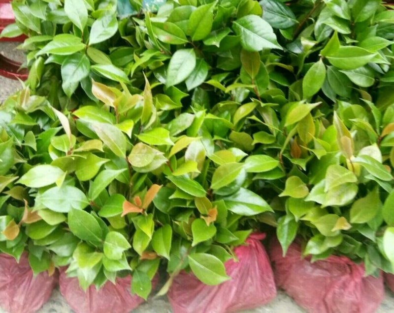 烈香茶花苗
