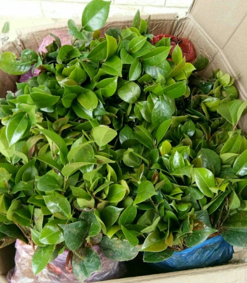 烈香茶花苗