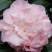 烈香茶花苗