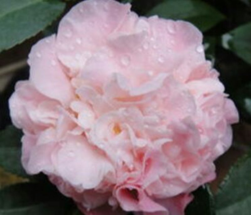 烈香茶花苗