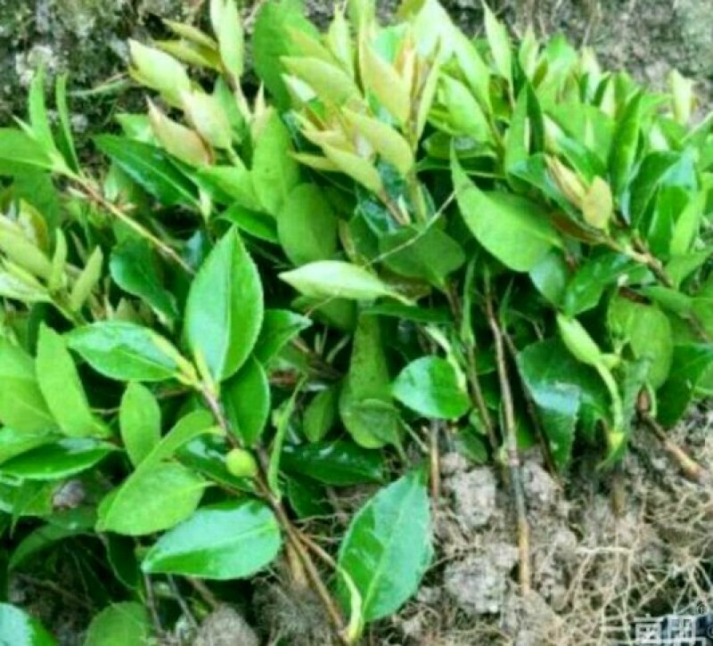烈香茶花苗