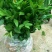 烈香茶花苗