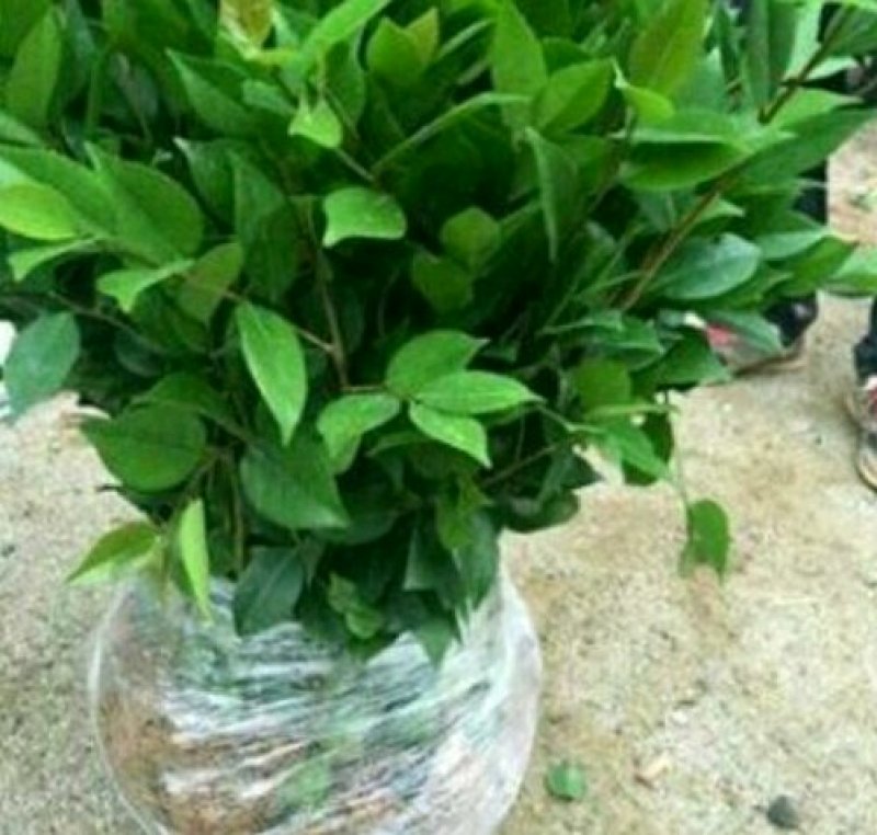 烈香茶花苗