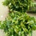 烈香茶花苗