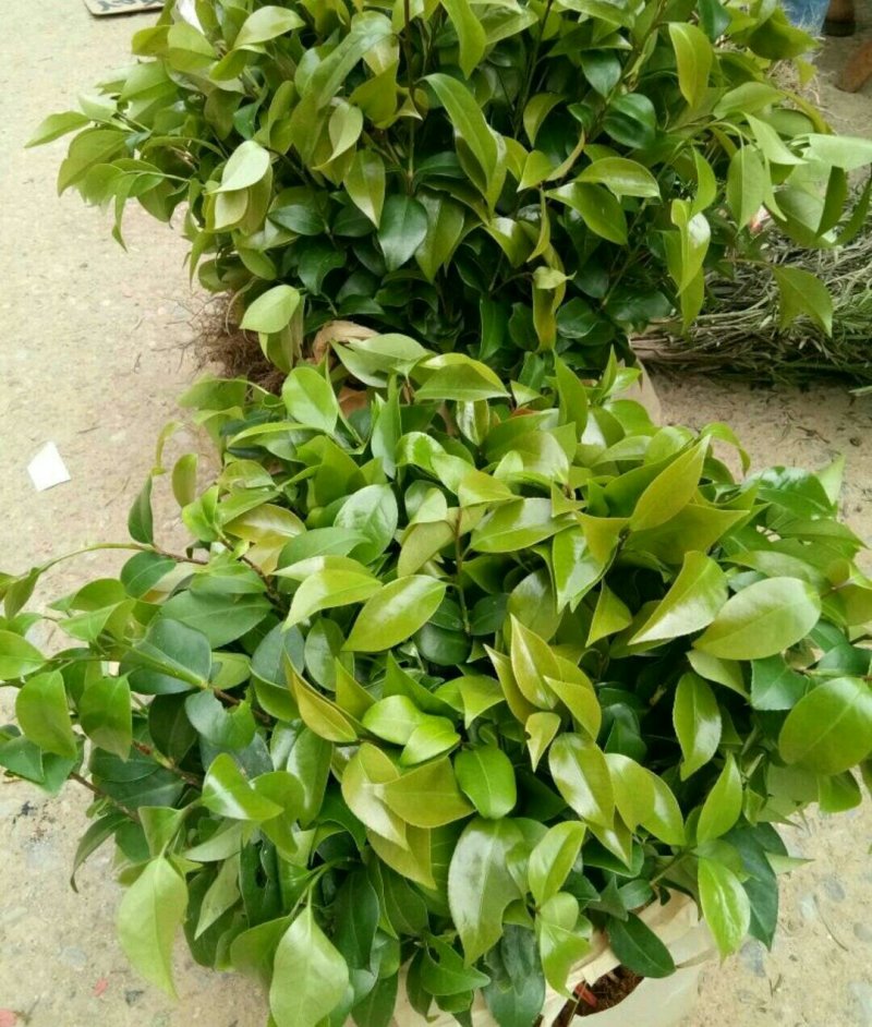 烈香茶花苗