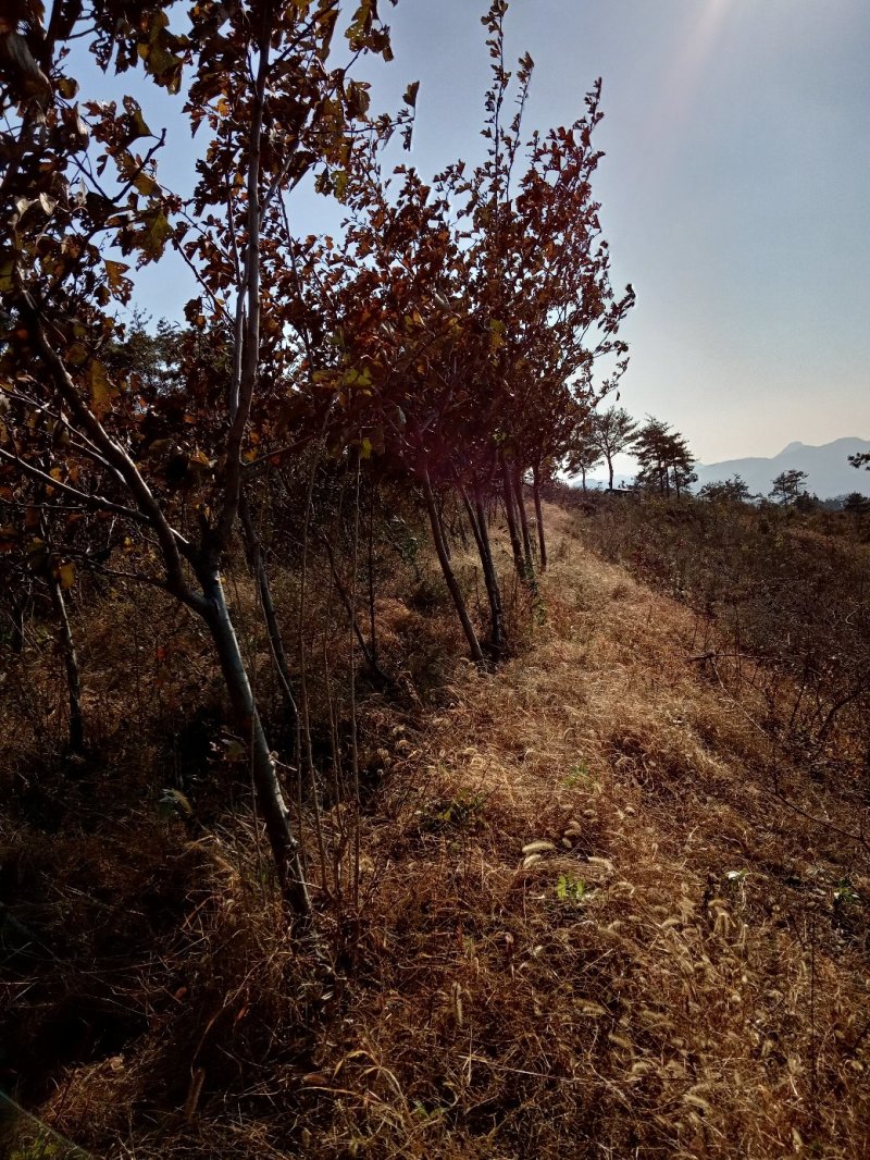 山楂树4~6cm1.5~2米