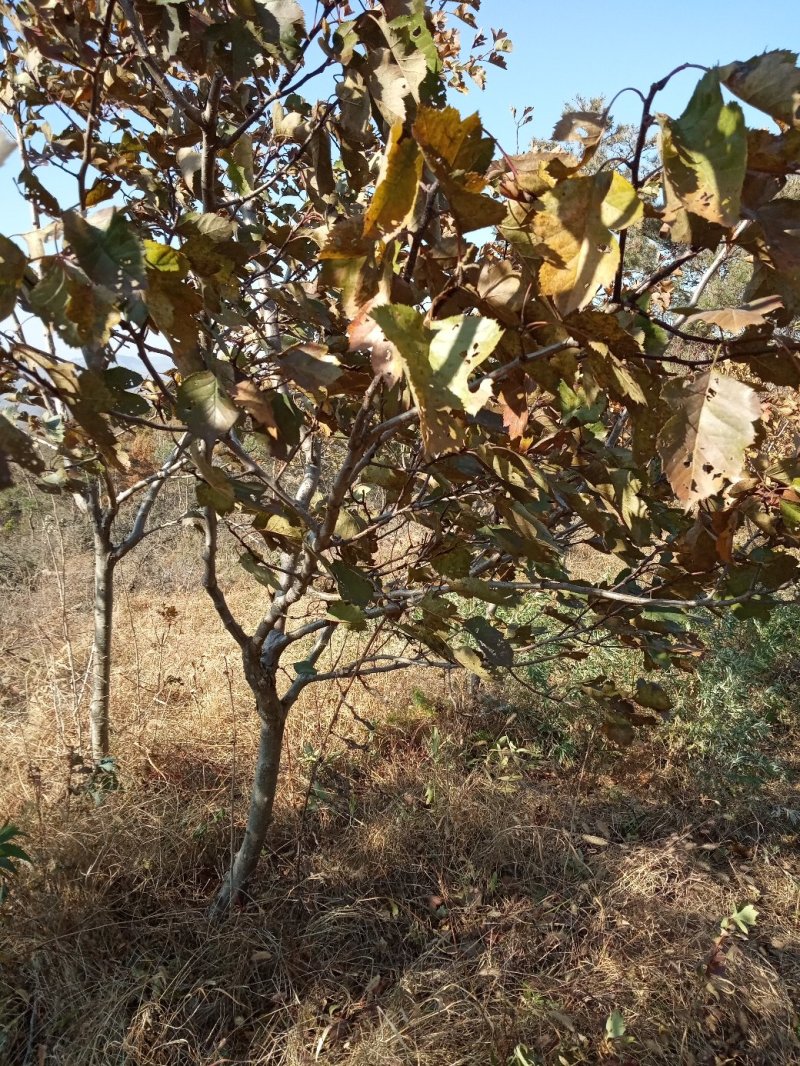 山楂树4~6cm1.5~2米