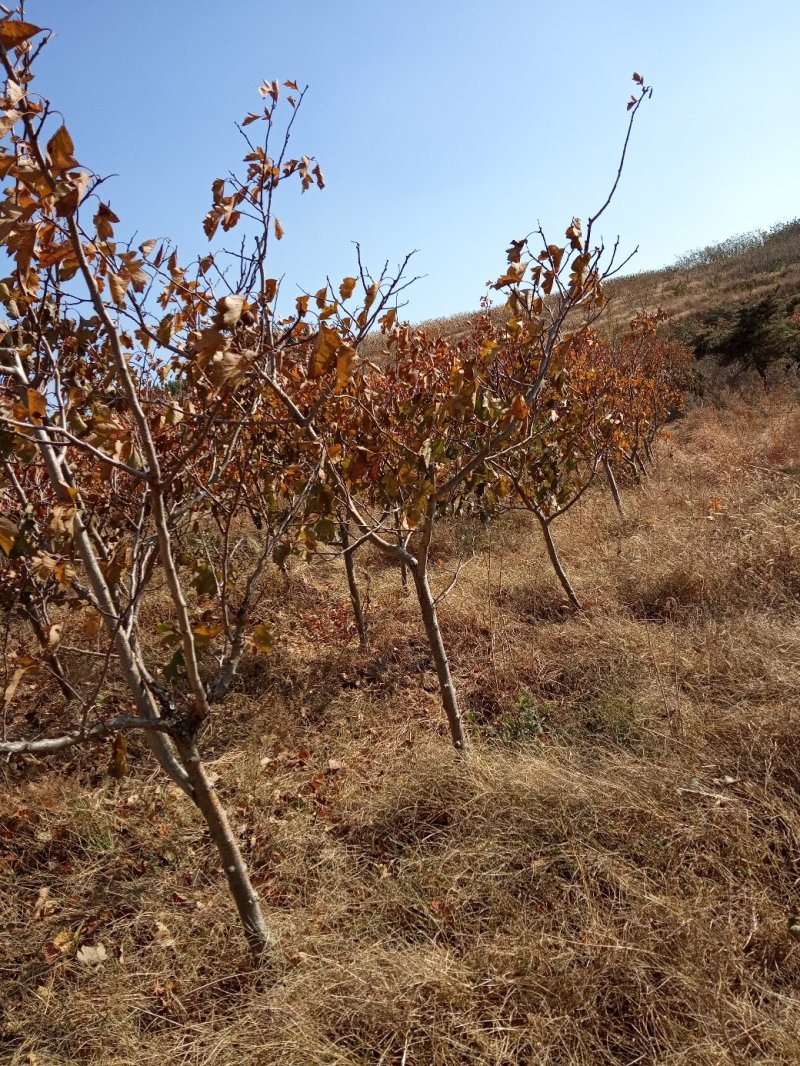 山楂树4~6cm1.5~2米