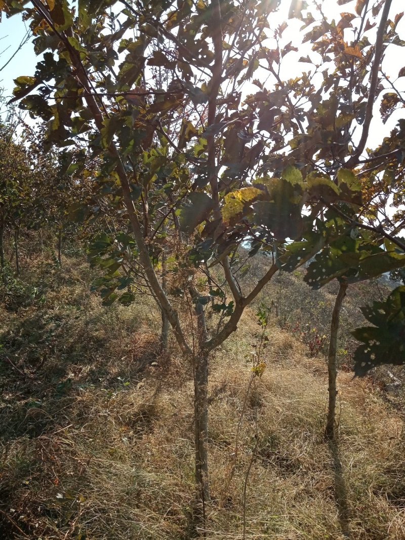 山楂树4~6cm1.5~2米