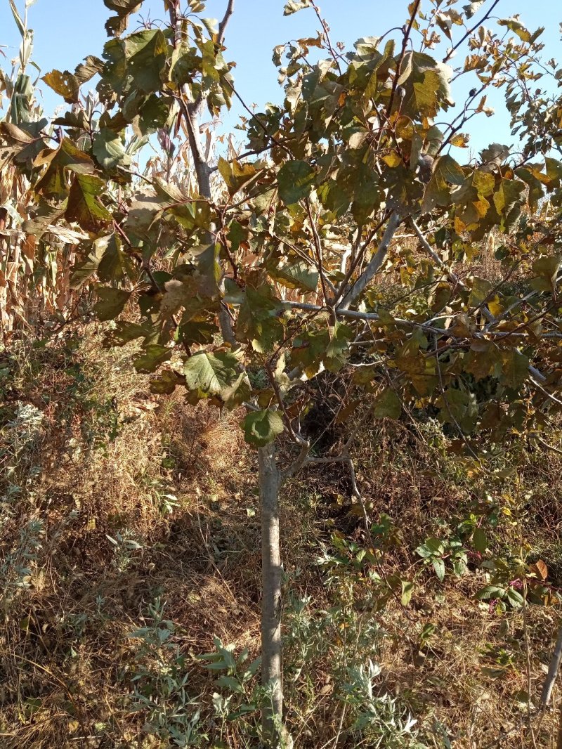 山楂树4~6cm1.5~2米