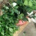 烈香茶花苗