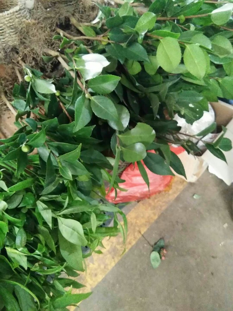 烈香茶花苗