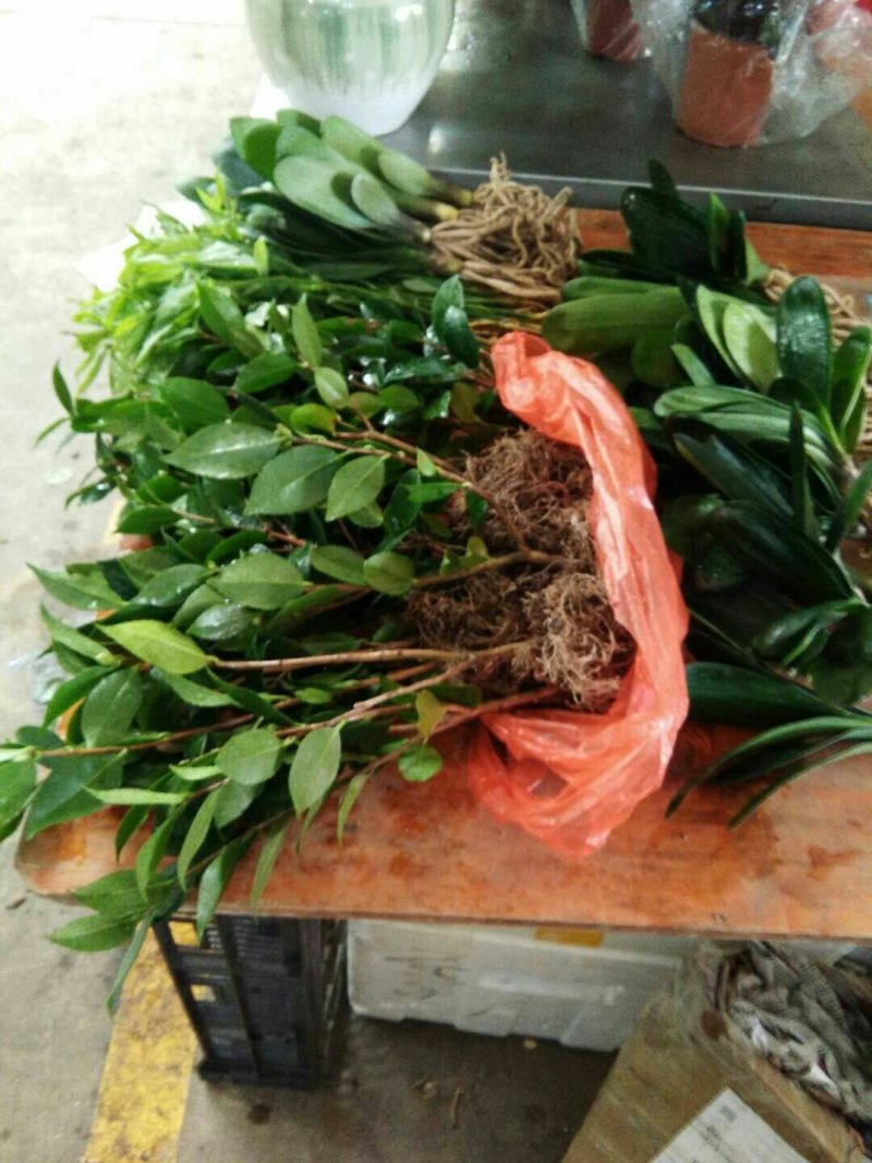 烈香茶花苗