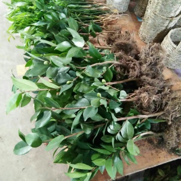 烈香茶花苗