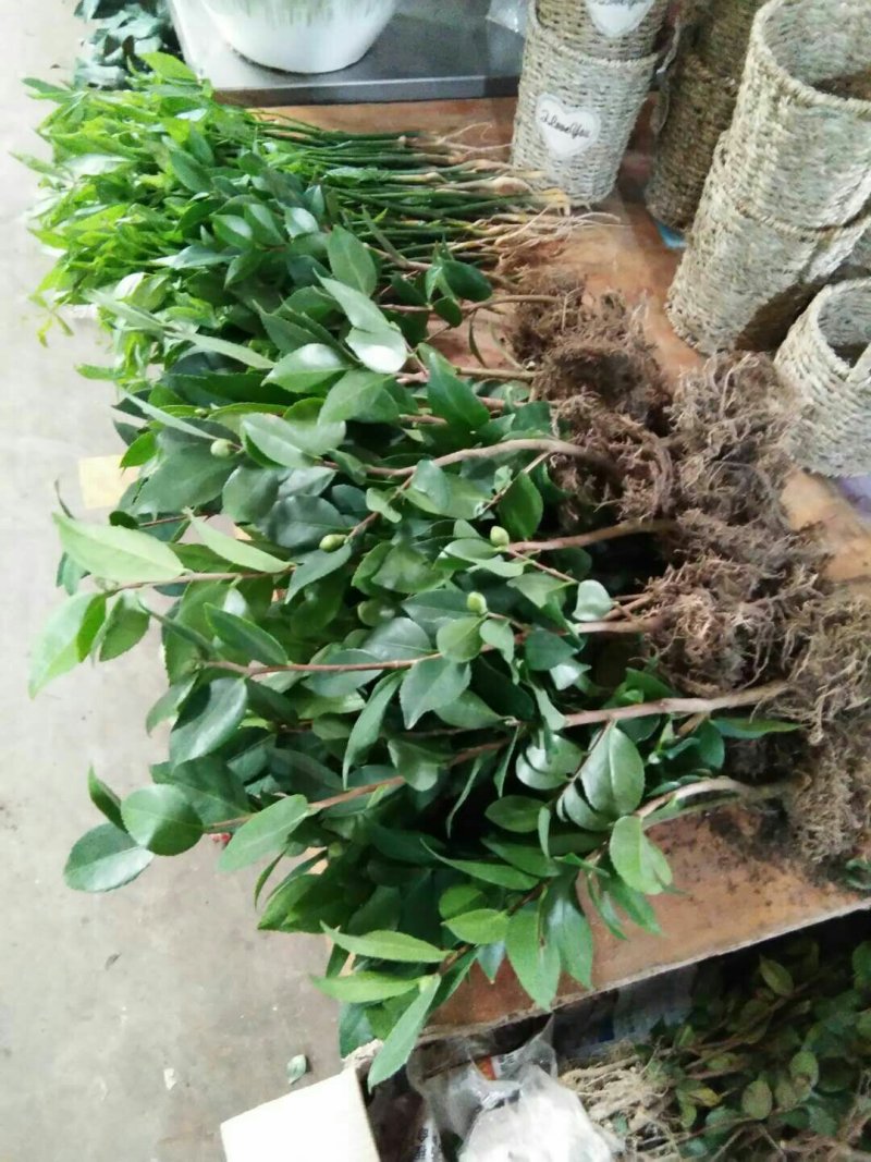 烈香茶花苗