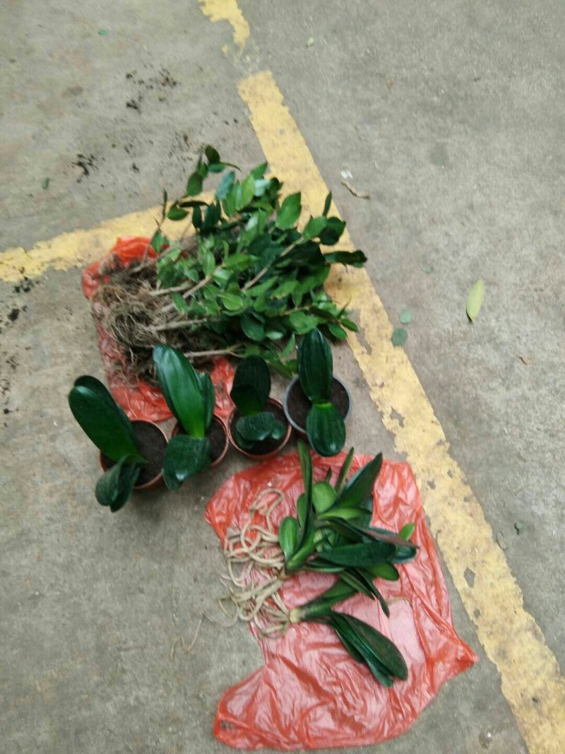 烈香茶花苗