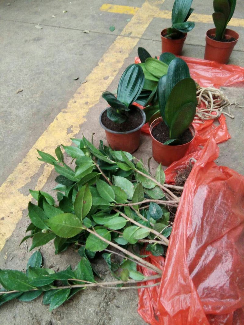 烈香茶花苗