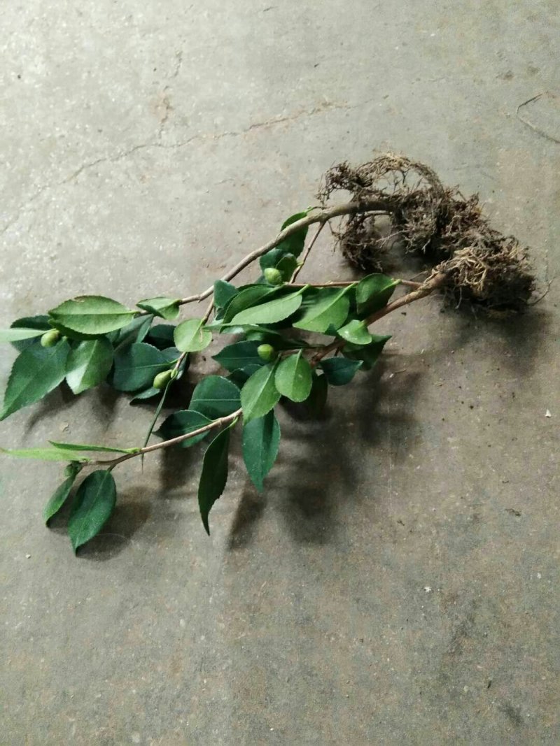 烈香茶花苗
