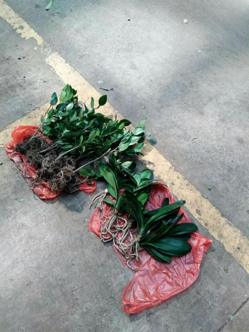 烈香茶花苗