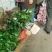 烈香茶花苗