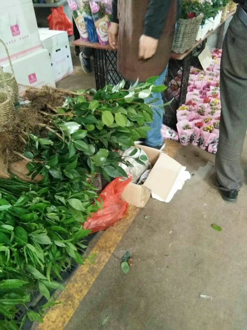 烈香茶花苗