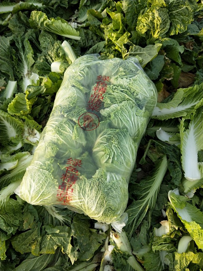 北京三号白菜提供各种规格包装无烧心品质保证全国发货