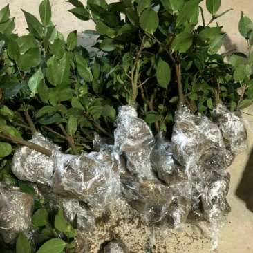 烈香茶花苗
