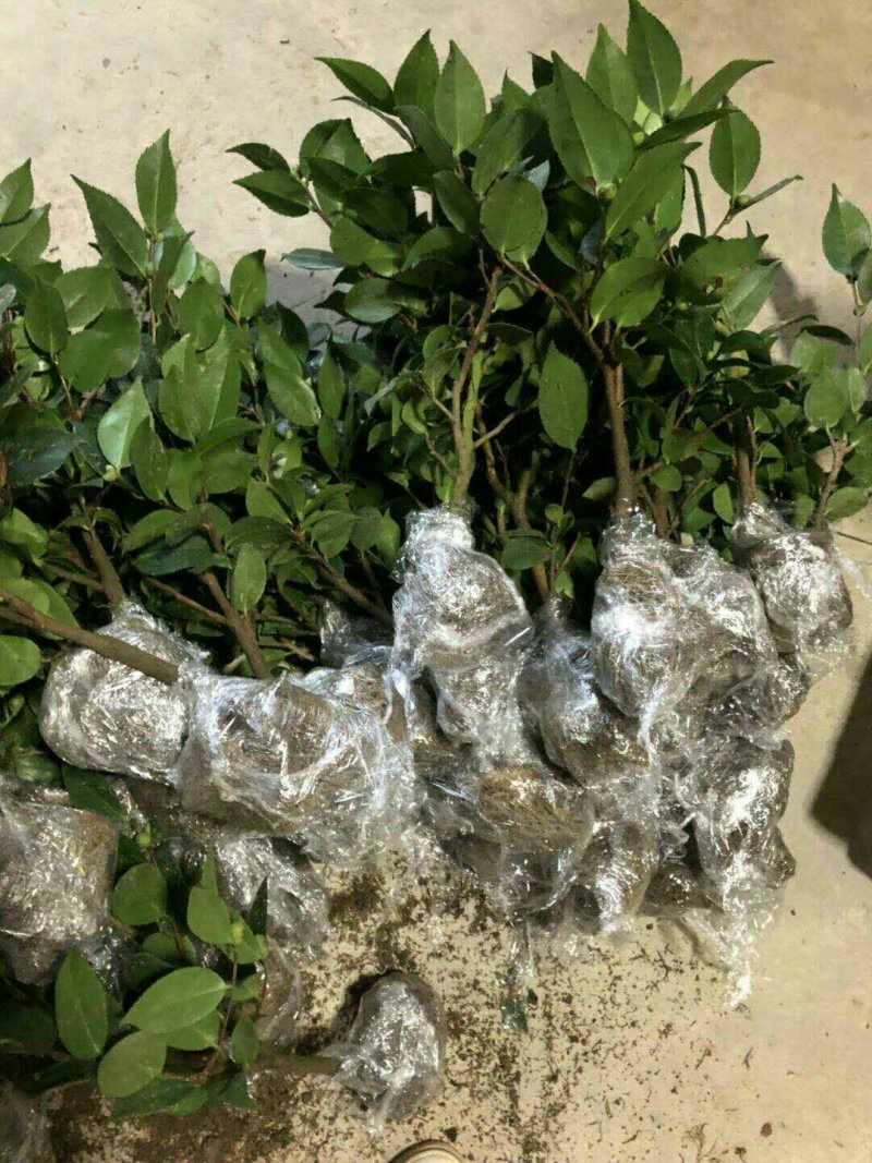 烈香茶花苗