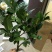 烈香茶花苗