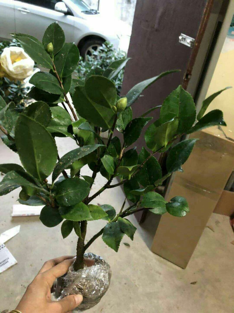 烈香茶花苗