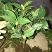 烈香茶花苗