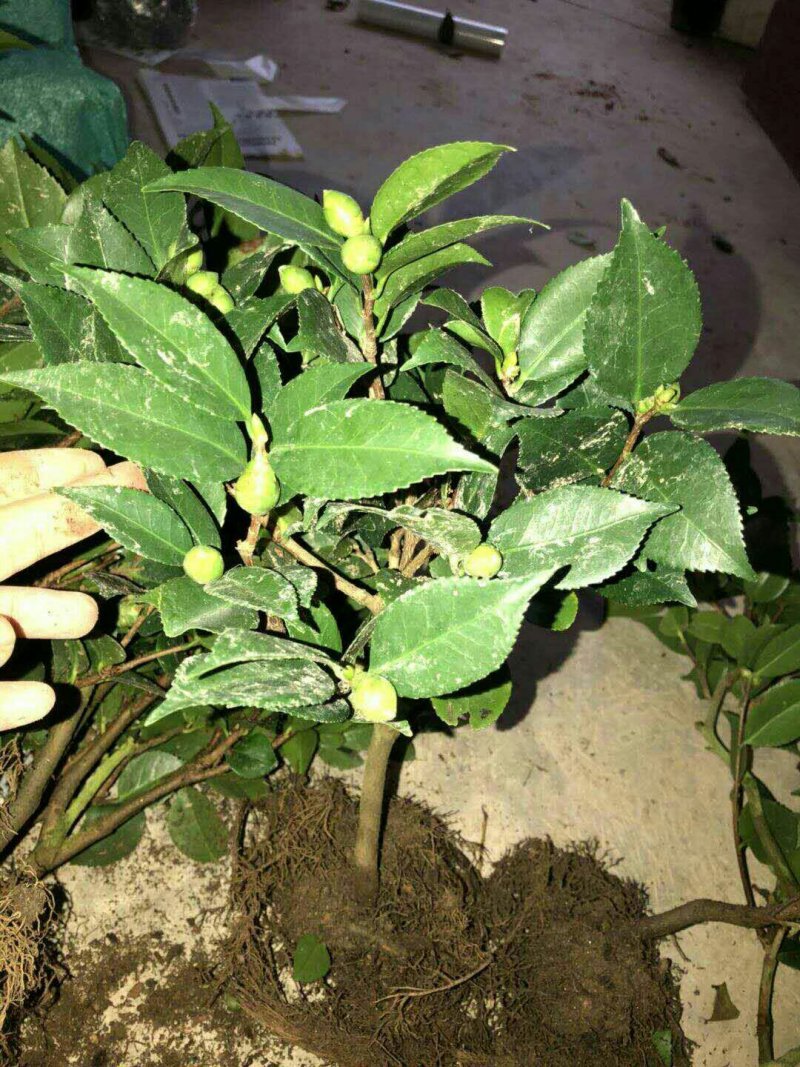 烈香茶花苗