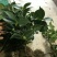 烈香茶花苗
