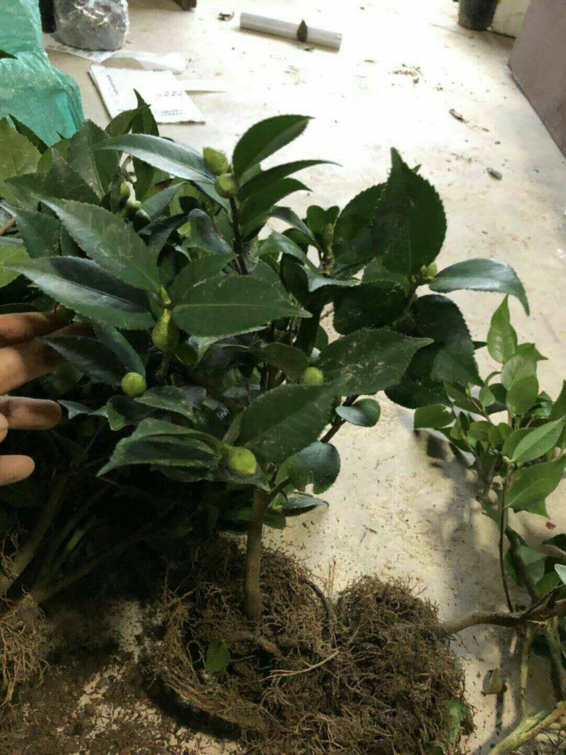 烈香茶花苗