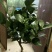 烈香茶花苗