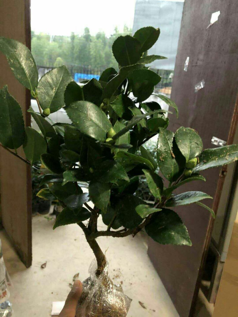 烈香茶花苗